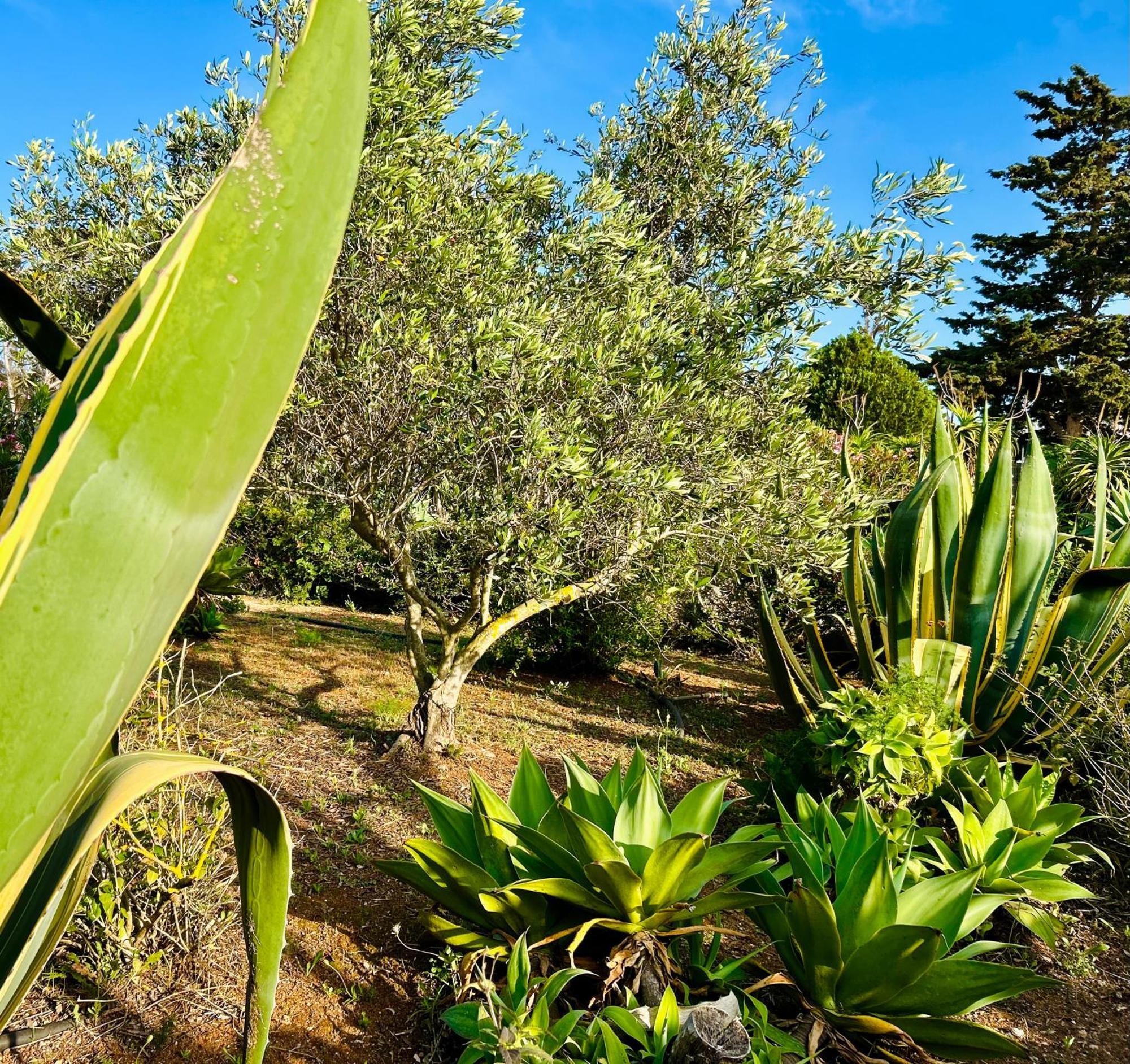 Villa Primavera Favignana Eksteriør bilde